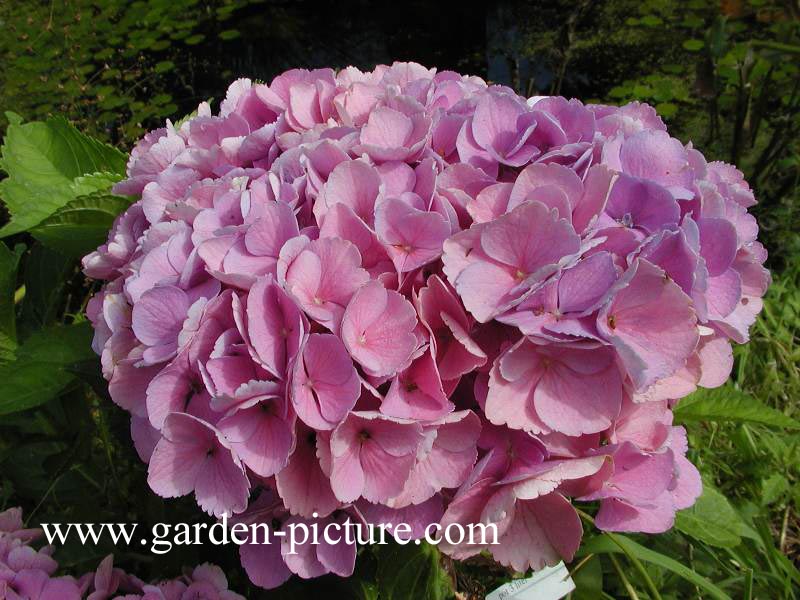 Pictures and description of Hydrangea macrophylla Xian MAGICAL OPAL 