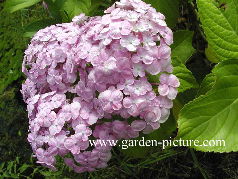 Hydrangea macrophylla 'Trebah Silver'