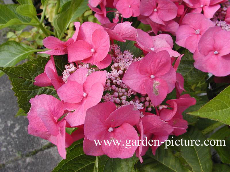 Hydrangea macrophylla 'Nachtigall'