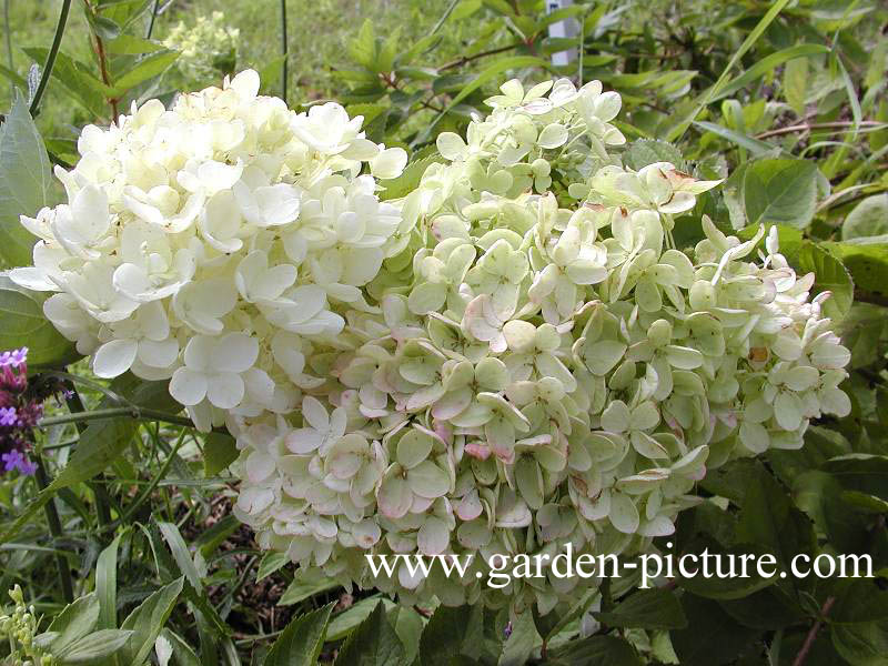 Hydrangea paniculata 'Darlido' (DART'S LITTLE DOT)