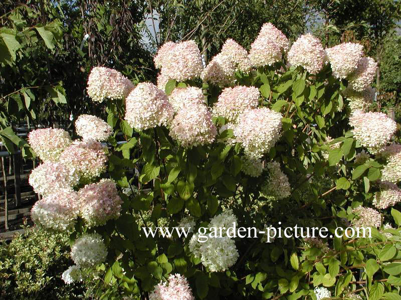 Hydrangea paniculata 'Limelight'