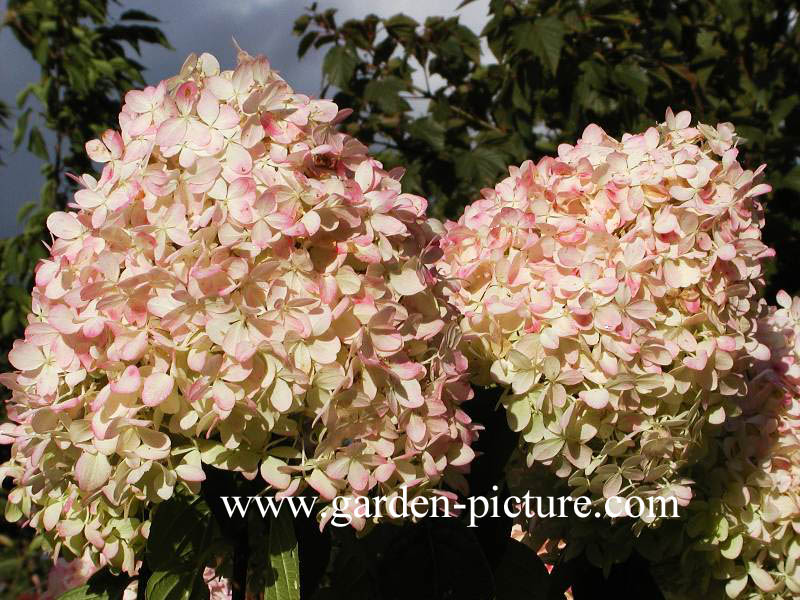 Hydrangea paniculata 'Limelight'