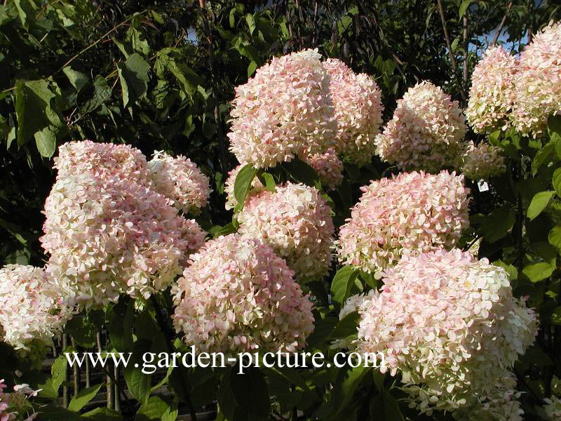 Hydrangea paniculata 'Limelight'