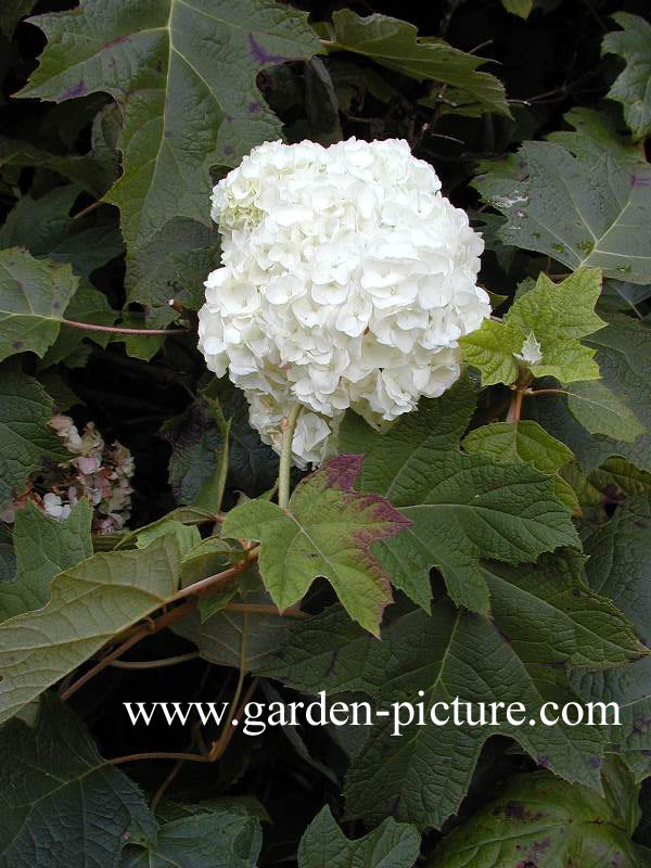 Hydrangea quercifolia 'Harmony'