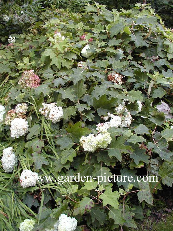 Hydrangea quercifolia 'Harmony'