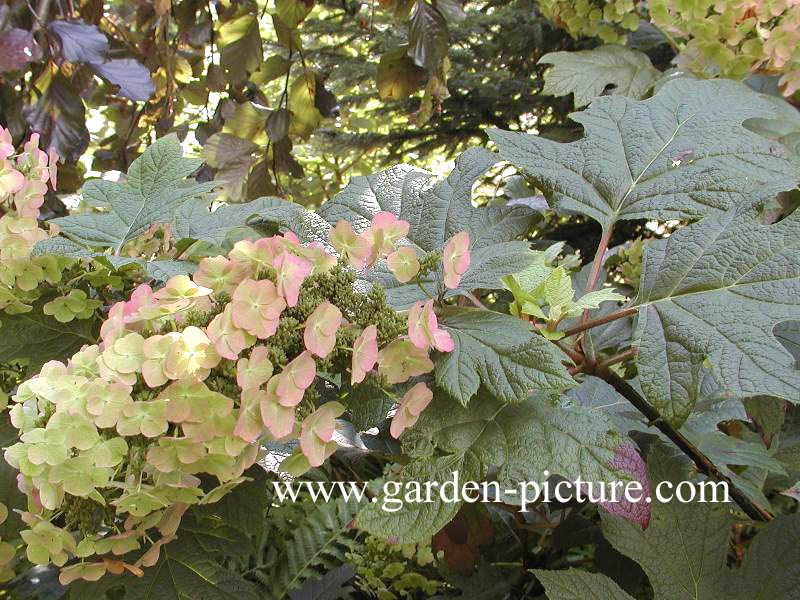 Hydrangea quercifolia 'Flemigea' (SNOWQUEEN)