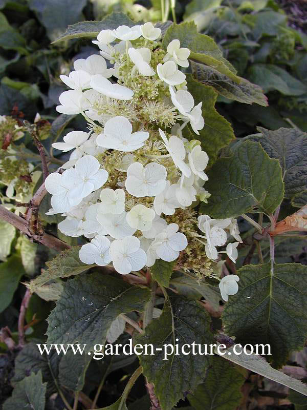 Hydrangea quercifolia 'Flemigea' (SNOWQUEEN)