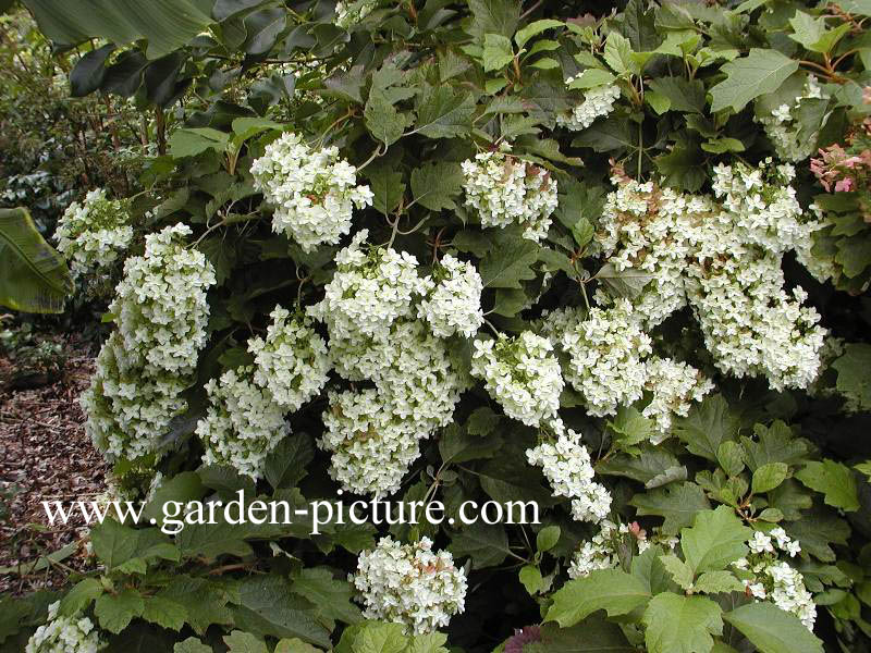 Hydrangea quercifolia 'Brido' (SNOWFLAKE)