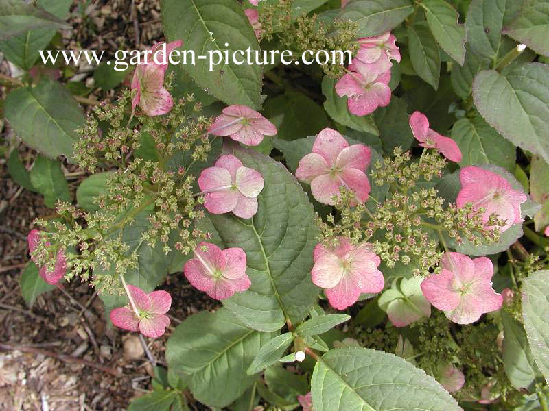 Hydrangea serrata var. koreana