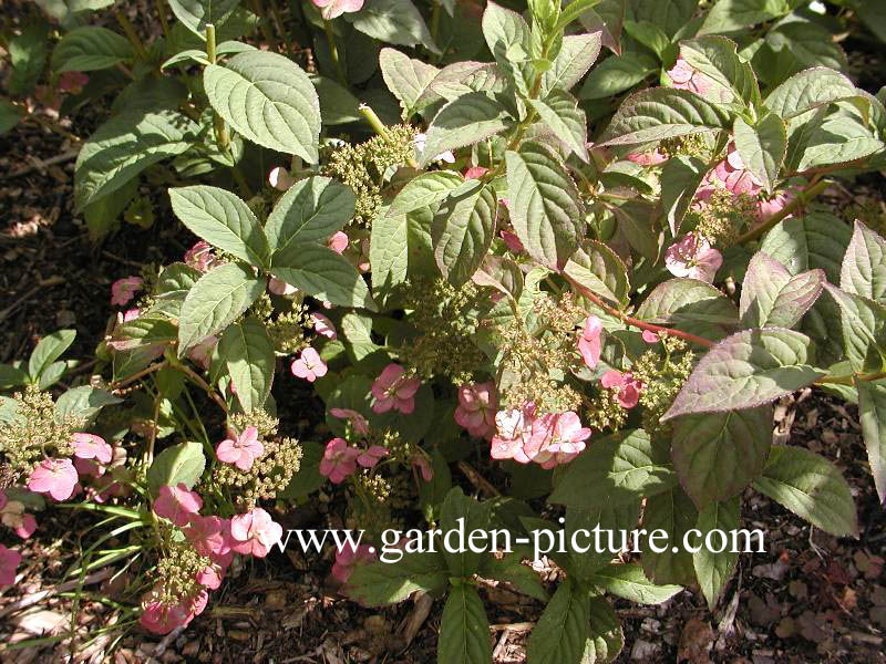 Hydrangea serrata var. koreana