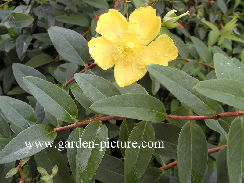 Hypericum 'Hidcote'