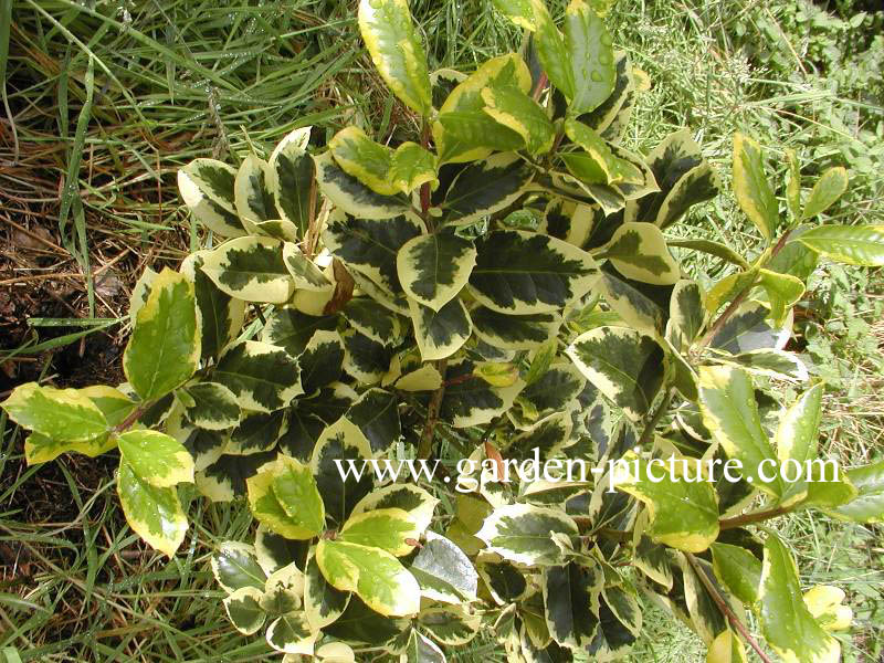 Ilex altaclerensis 'Golden King'