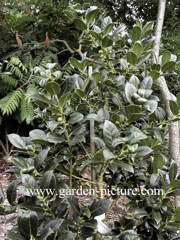 Ilex aquifolium 'J.C. van Tol'