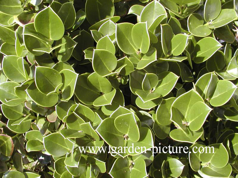 Ilex perado