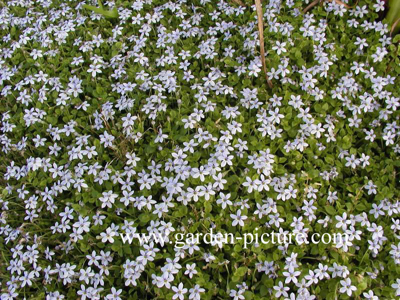 Isotoma fluviatilis