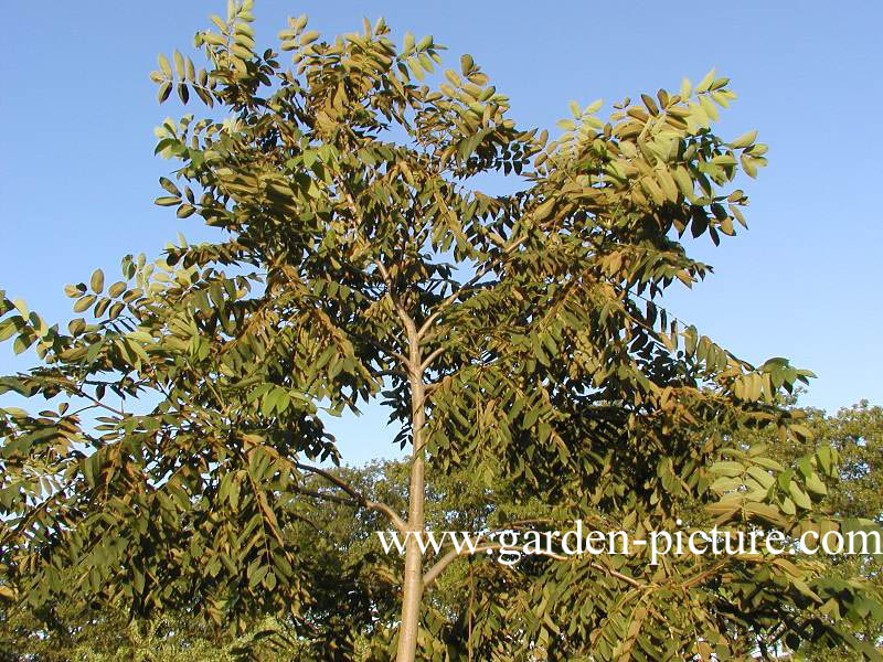 Juglans ailantifolia