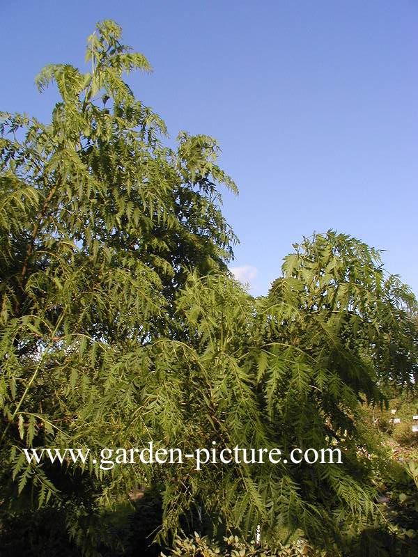 Juglans regia 'Laciniata'