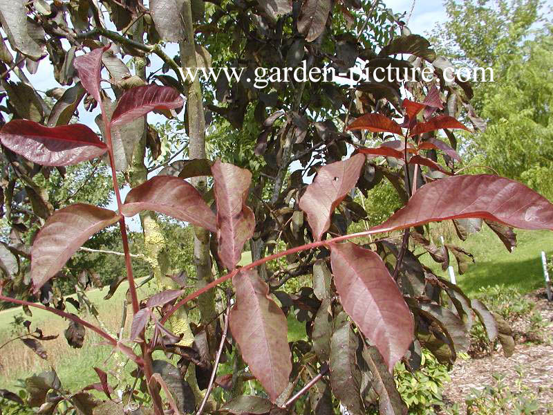 Juglans regia 'Purpurea'