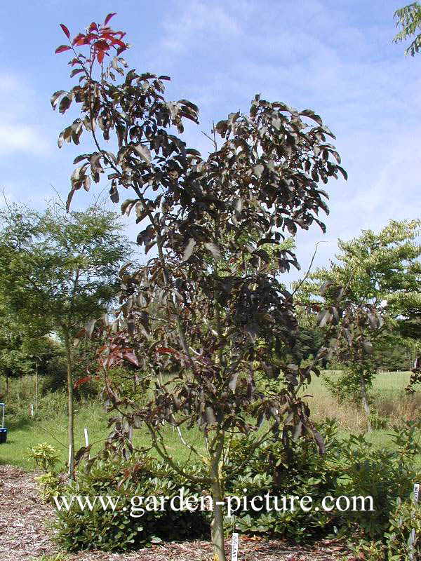 Juglans regia 'Purpurea'