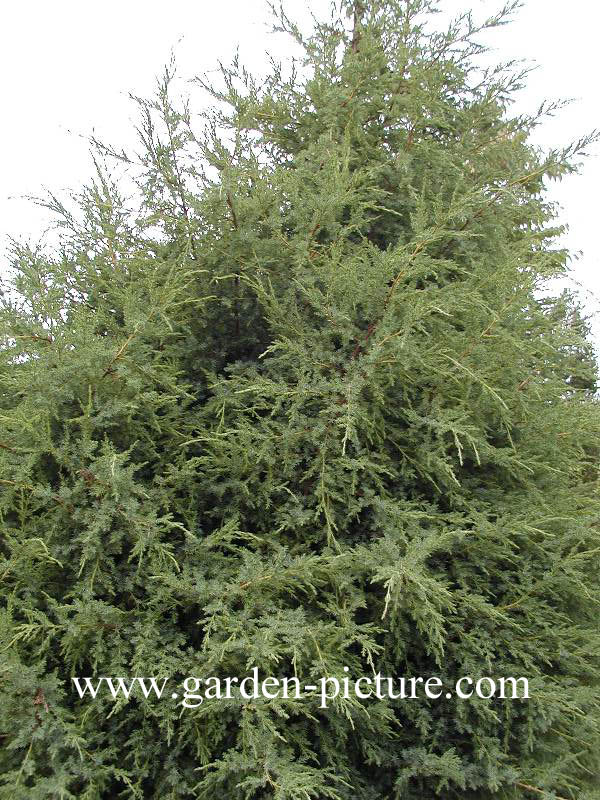 Juniperus bermudiana