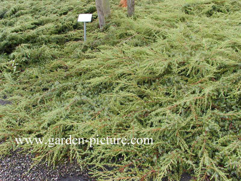 Juniperus communis 'Hornibrookii'