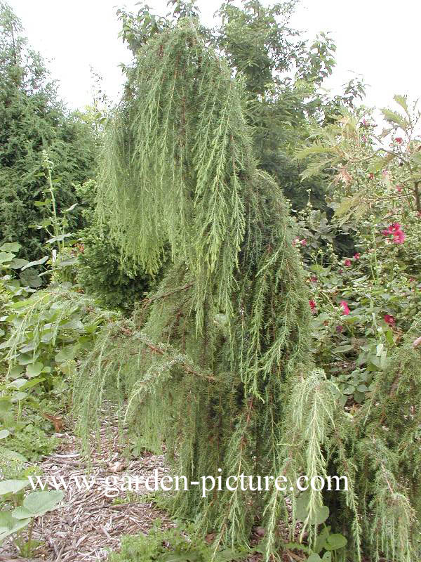 Juniperus communis 'Horstmann'