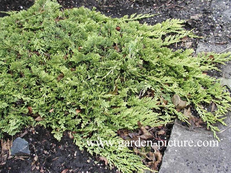 Juniperus horizontalis 'Golden Carpet'
