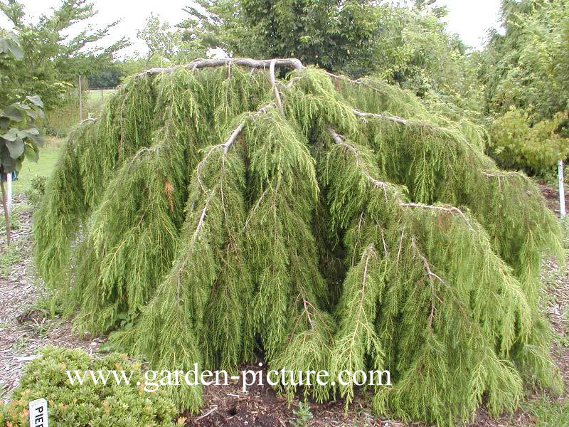 Juniperus rigida