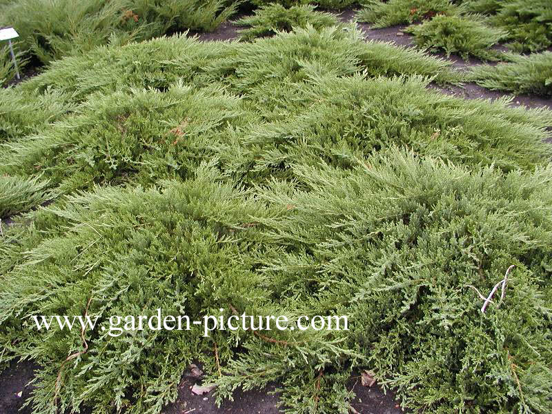 Juniperus sabina 'Rockery Gem'