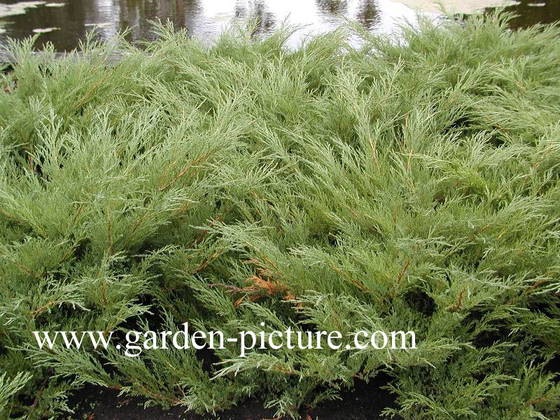 Juniperus sabina 'Hicksii'