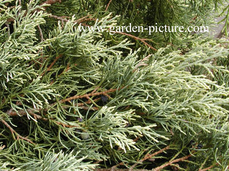 Juniperus virginiana 'Sulphur Spray'