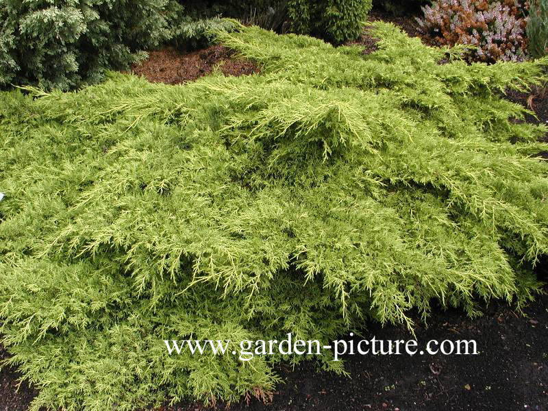 Juniperus pfitzeriana 'Old Gold'