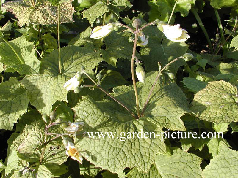 Kirengeshoma palmata