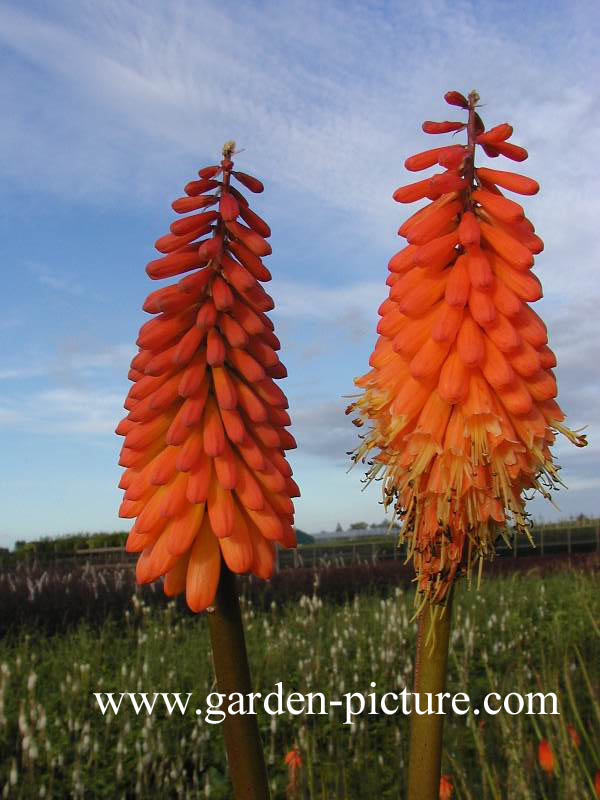 Kniphofia 'Alcazar'