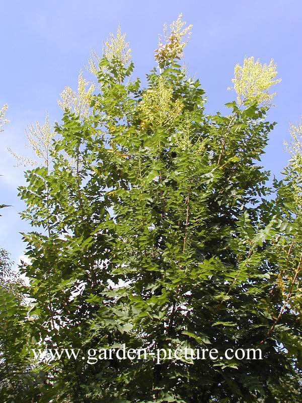 Koelreuteria paniculata 'Fastigiata'