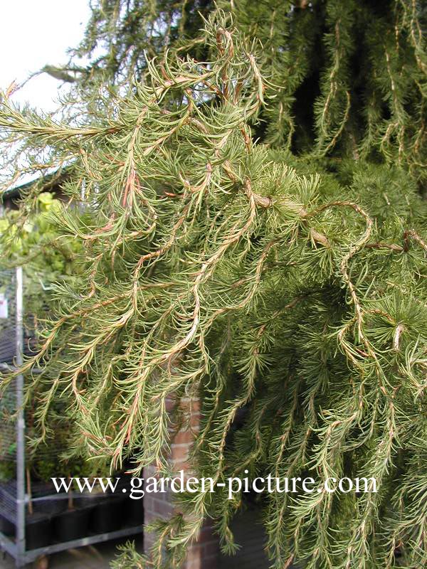 Larix decidua 'Horstmann Recurved'