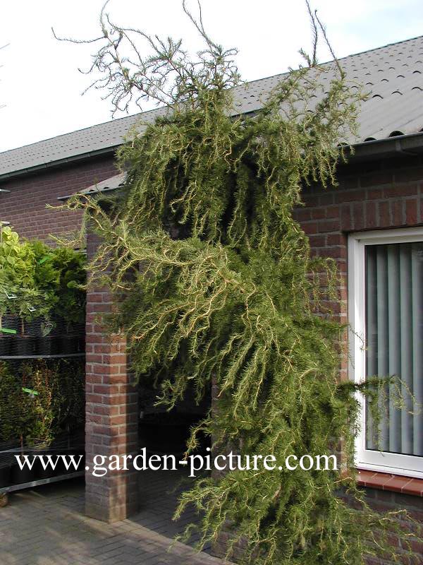 Larix decidua 'Horstmann Recurved'