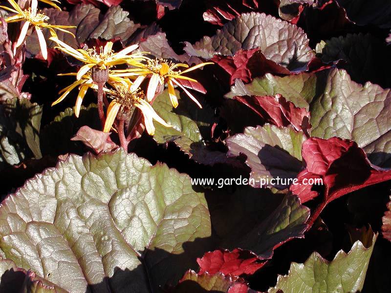 Ligularia dentata 'Britt-Marie Crawford'