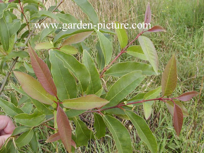 Ligustrum compactum