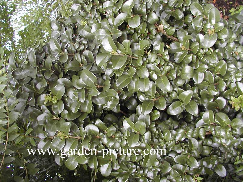 Ligustrum japonicum 'Rotundifolium'