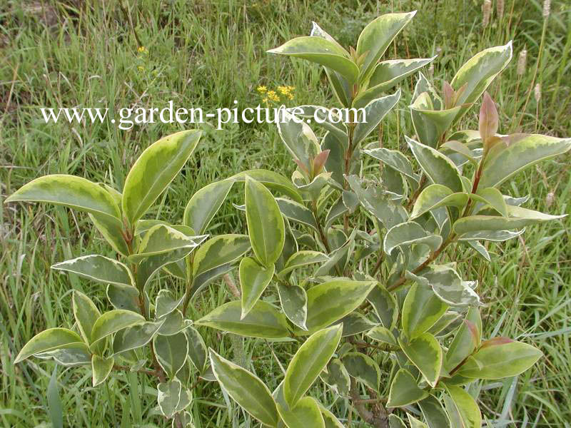 Ligustrum lucidum 'Excelsum Superbum'