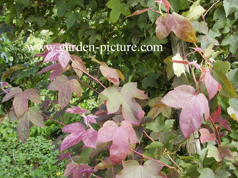 Liquidambar formosana