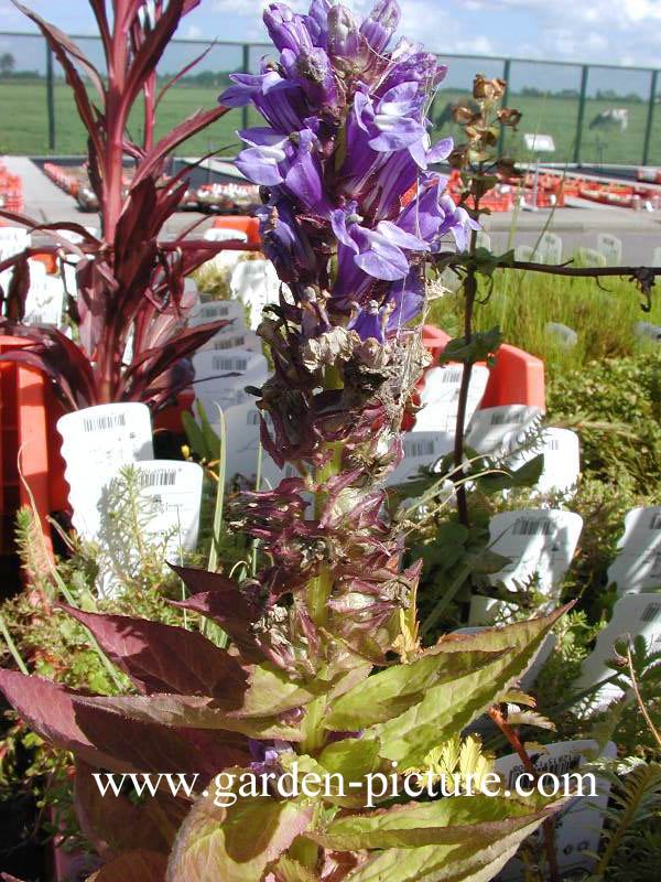 Lobelia siphilitica