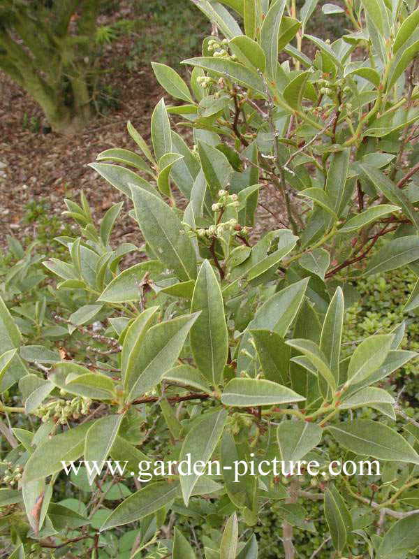 Lyonia ligustrina