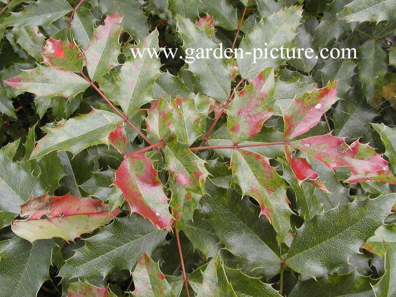 Mahonia aquifolium 'Atropurpurea'