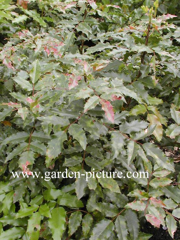 Mahonia aquifolium 'Atropurpurea'