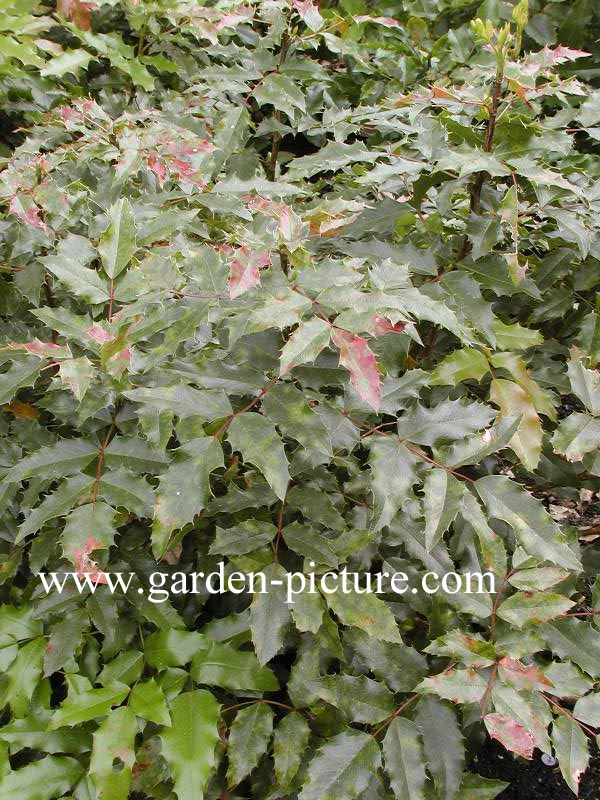 Mahonia aquifolium 'Atropurpurea'