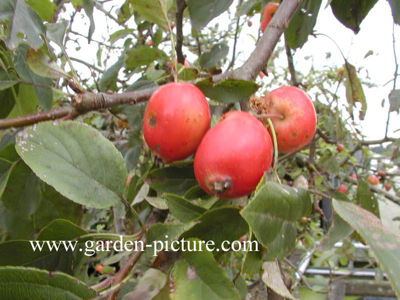 Malus 'John Downie'