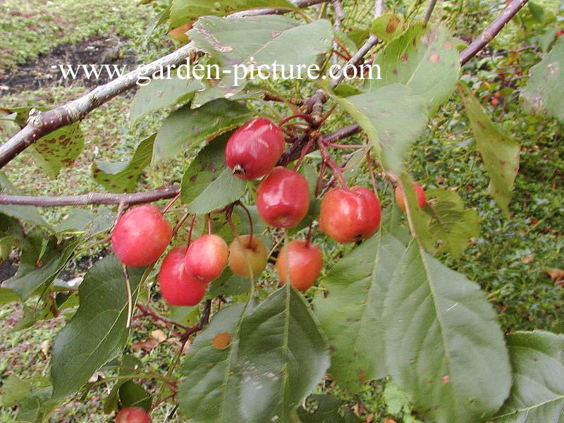 Malus 'Rudolph'