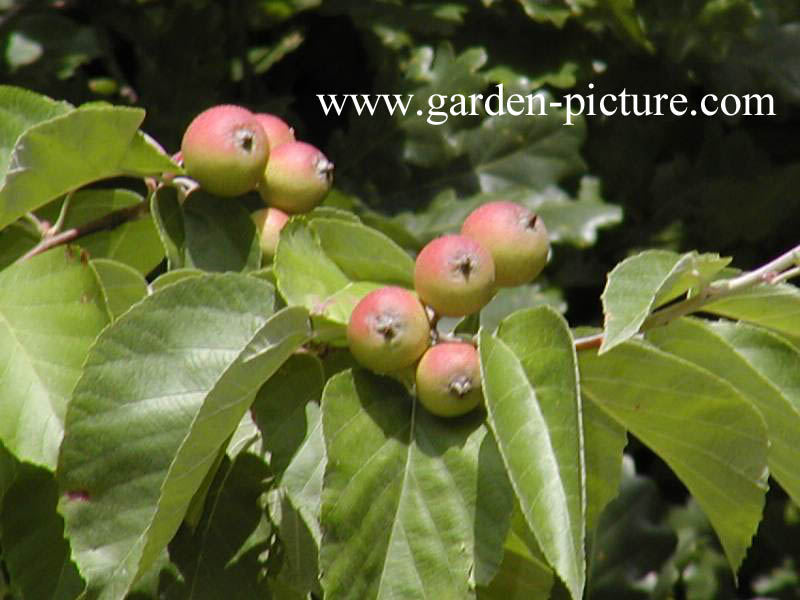 Malus tschonoskii
